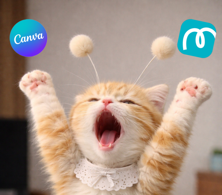 캔바 디자인을 미리캔버스로 옮기려다 당황한 스텔라 고양이 썸네일