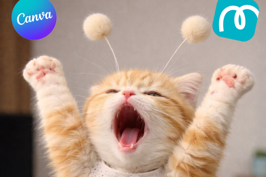 캔바 디자인을 미리캔버스로 옮기려다 당황한 스텔라 고양이 썸네일