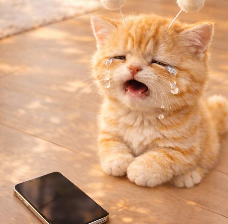 아이폰 오류로 울고 있는 스텔라캣