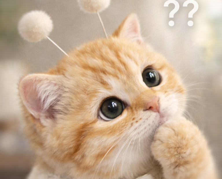 아이폰 충전 제한 80% 설정했는데 100% 충전되는 이유를 고민하는 고양이 스텔라